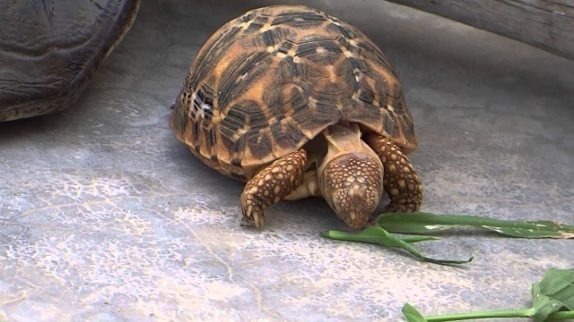 'Indian Star Tortoise eating.'