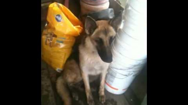 'My dog guarding her sack of food'