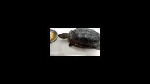 'tortoise animal tortoise eating food, muskmelon'