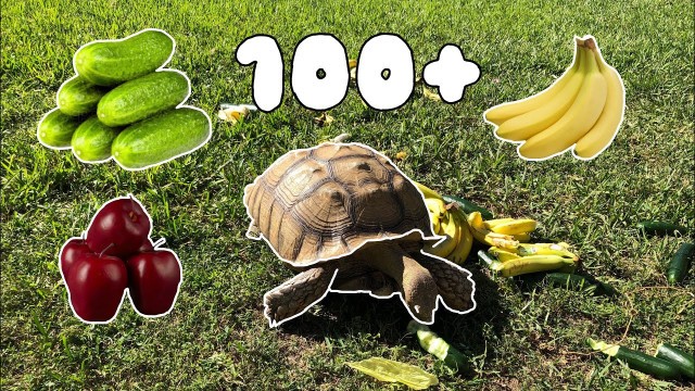 'MASSIVE TORTOISE Eats All my Food!'