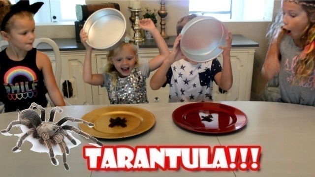 'Crazy Gummy Candy vs Real Food Challenge - TARANTULA!!! Do they eat it? | Bloopers'