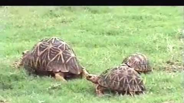 'Geochelone elegans (Indian Star Tortoise) food plants and feeding behaviour'