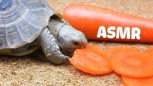 'Tortoise Eating Carrot ASMR Animals Cute Tortoise Turtle'