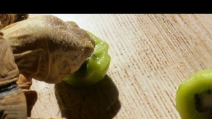 'Tortoise Eating Kiwi Fruit and ASMR Raw Veggies'