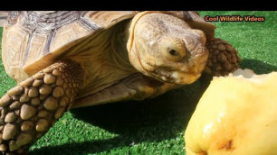 'Tortoise Eating Guava Fruit'