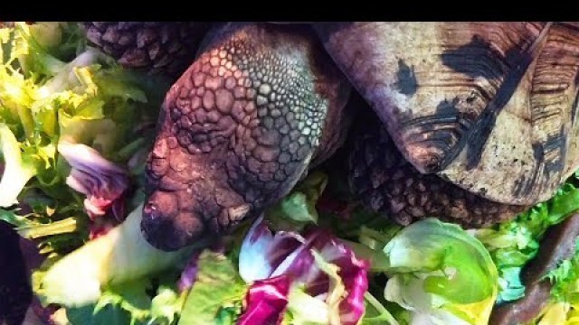 'ASMR Tortoise Eating Vegetables #shorts'