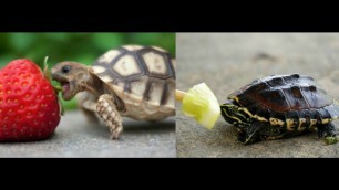 'Why TURTLE and TORTOISE Stop Eating In Winter and What is The Treatment in Hindi'