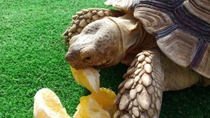 'Tortoise eating Navel orange fruit'