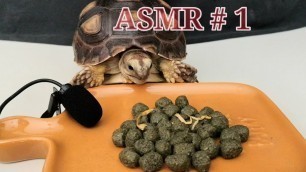 '[ASMR] Tortoise Sulcata eating Tortoise Food'