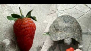 'ASMR The tortoise eats food  ASMR (strawberries and banana)-VideoBurc QASIMOVA SONA'