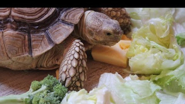 'Tortoise Eating Lettuce, Pumpkin and Broccoli - Vegetarian Meals for Tortoise'