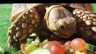 'Tortoise eating crunchy food asmr'