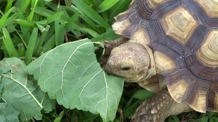 'Tortoise Is Eating a Mulberry Leaf'