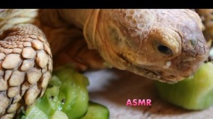 'Tortoise Eating Show - ASMR Vegetables and Fruits'