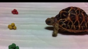 'Which color food does Indian Star tortoise Milo like? Part 1'