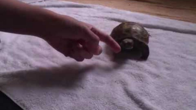 'Rocky (Russian Tortoise) thinking my fingers are food.'