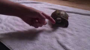 'Rocky (Russian Tortoise) thinking my fingers are food.'