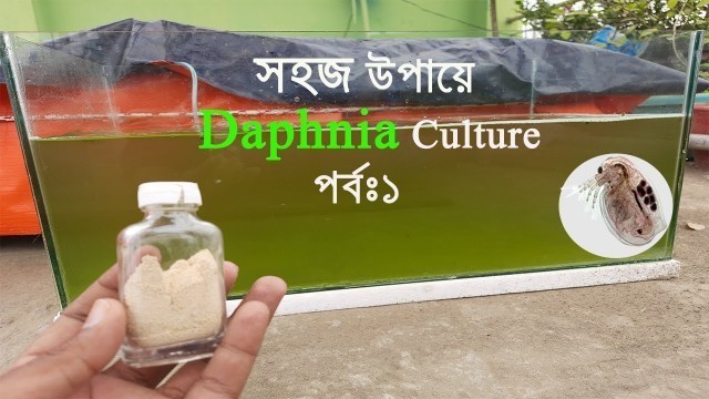 'How to culture DAPHNIA manga easy way? সহজে কিভাবে DAPHNIA চাষ করবেন?'