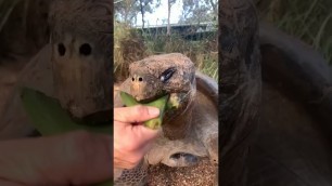 'craze for food drives everyone crazy | see how this tortoise goes crazy for food