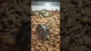 'Red-footed Tortoise Eating Its Food #shorts'