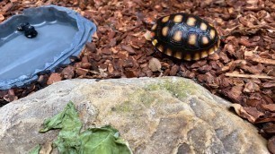 'Red Foot Tortoise Meal Prep'