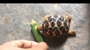 'Tortoise Eating Lady Finger | Winny'