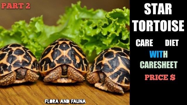 'Indian star tortoise care in hindi | with caresheet | part 2 | sulcata care | Flora And Fauna'