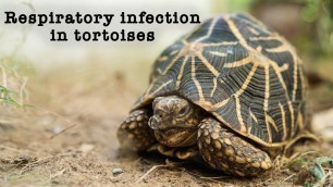 'Tortoise Respiratory Infection'