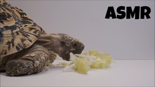 'ASMR Tortoise Eating Chinese Cabbage (Vegetables) Mukbang | ASMR Turtle 3 