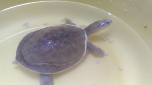 'Indian tortoise eating aata'