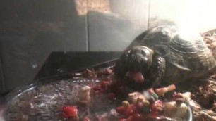 'russian tortoise eating'