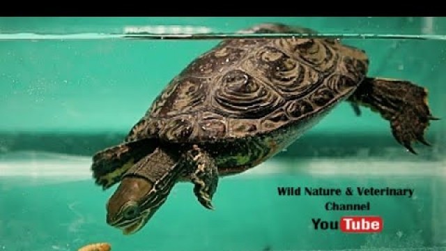 'What do turtles eat? Caspian turtle | tortoise Vs. mealworm | Reptile Live Food - Mealworms'