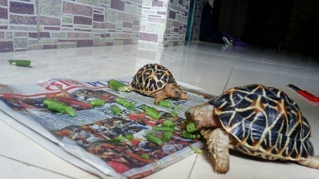 'Tortoise loves beans? | Indian Star Tortoise'