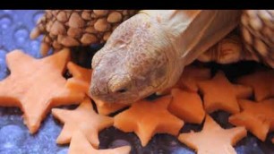 'Tortoise Eating Star Wildlife ASMR'