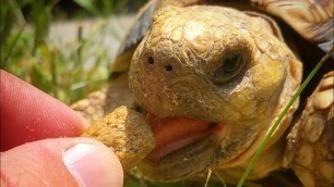 'Tortoise Feeding Tip (Using Organic Dried Herbs)'