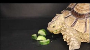 'Tortoise Eating Cucumber & Lettuce ASMR Turtle'