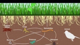 'Holganix - What is the Soil Food Web?'