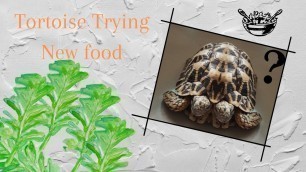 'tortoise trying new food | plant salad | Animal ASMR'