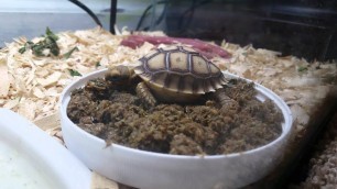 'Keith trying the new Zoo Med Grassland Tortoise Food. He likes it'