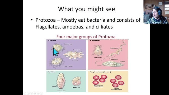 'Part 2 of The Soil Food Web presentation - soil Microscopy and Microorganism morphology'