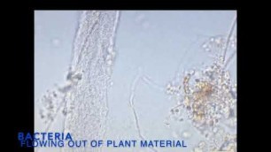 'Bacteria in living soil - the soil food web in action'