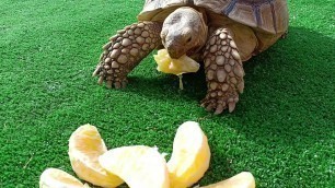 'Tortoise Eating Sweet Oranges Fruits'