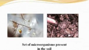 '\"Getting to Know Your Soil\" Free Online Course with Dr Elaine Ingham'