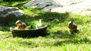 'Ground Squirrels Eating Food in Aldabra Tortoise Habitat LA Zoo Los Angeles California May 6, 2021'