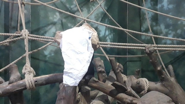 'Euro looking for food in the potatoes sack on the Climbing frame inside at the Welsh Mountain Zoo'