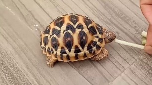 'Baby tortoise eating food'