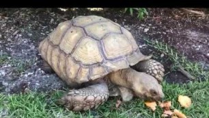 'How To Make Your Own Tortoise Garden | Good edible plants for reptiles!!'
