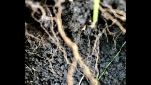 'Dirt to Soil pt. 1: Committing to a Soil Food Web approach to lawn-care.'