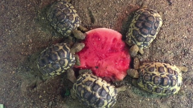 'Baby Tortoise eating compilation Animal world'