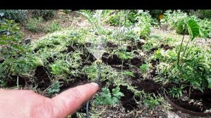 'Compost In Place To Create Super Nutrient Rich Soil!'
